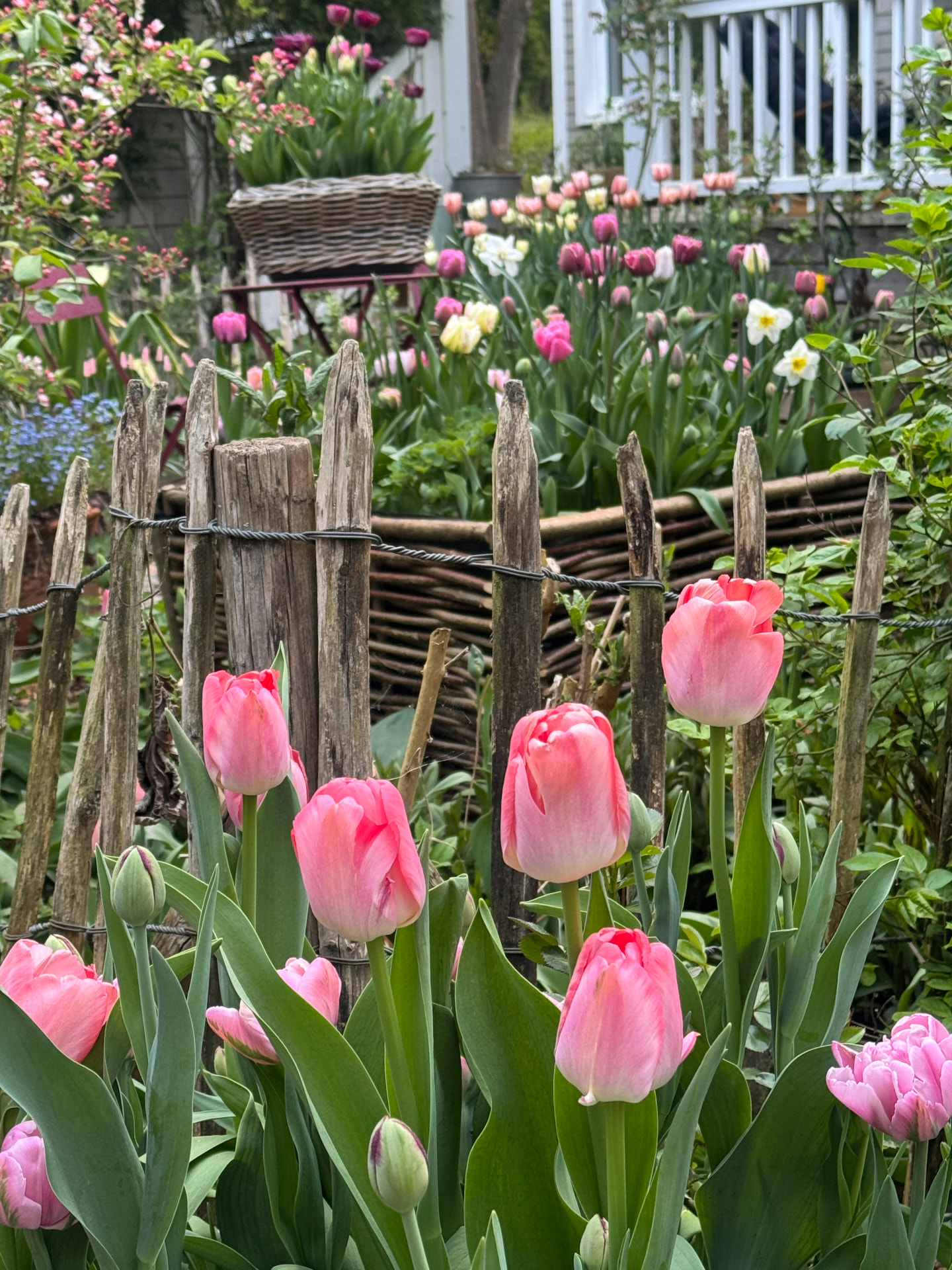 Rosa Tulpen vor einem rustikalen Holzzaun im Cottage-Garten